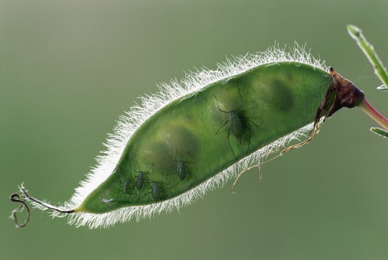 Aphids on a green pod