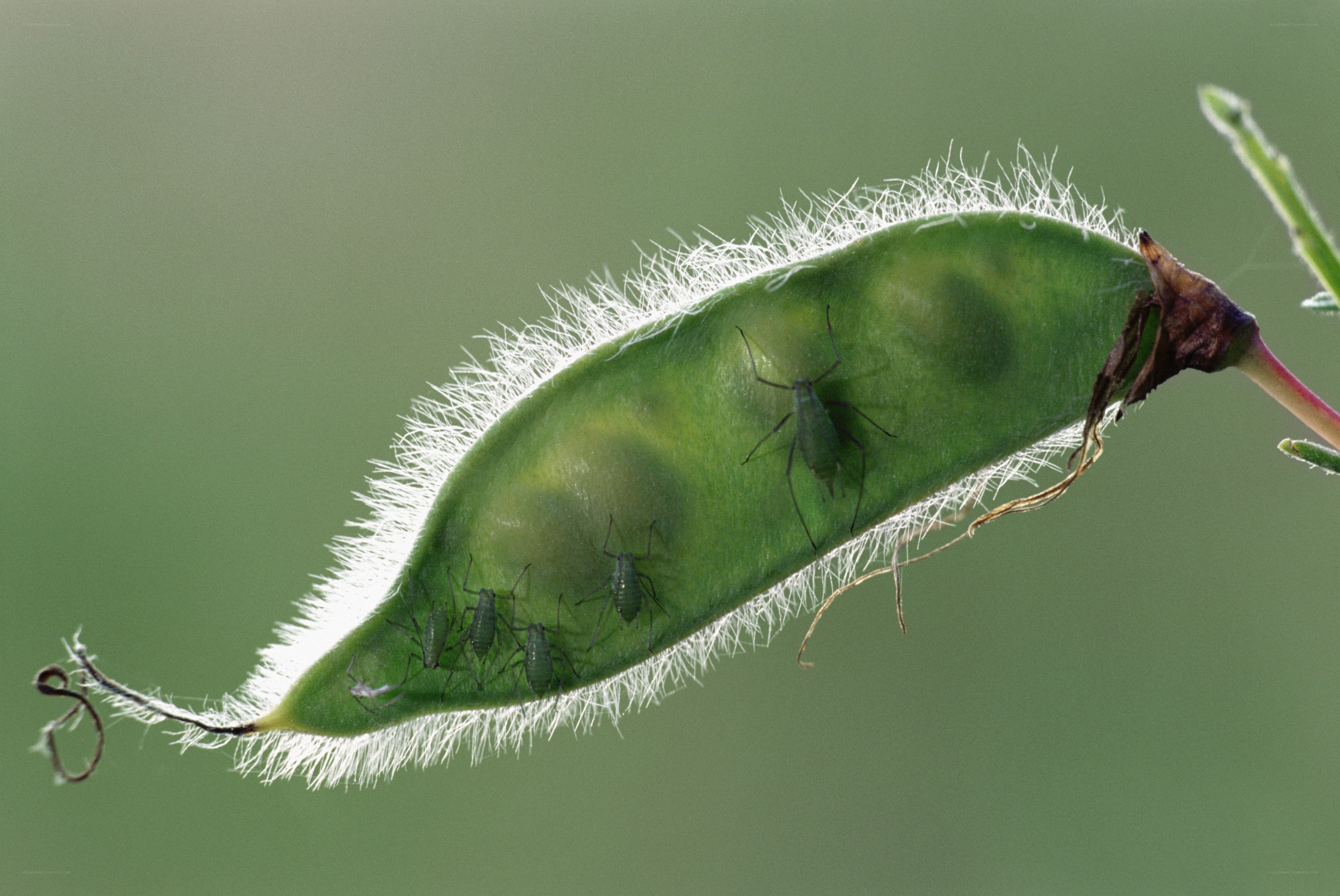 Aphids on a green pod