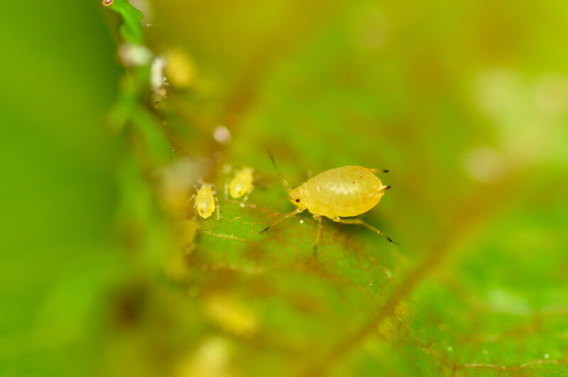 aphids on a leaf
