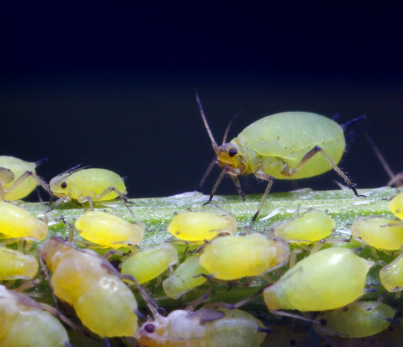 Aphids on a plant stem