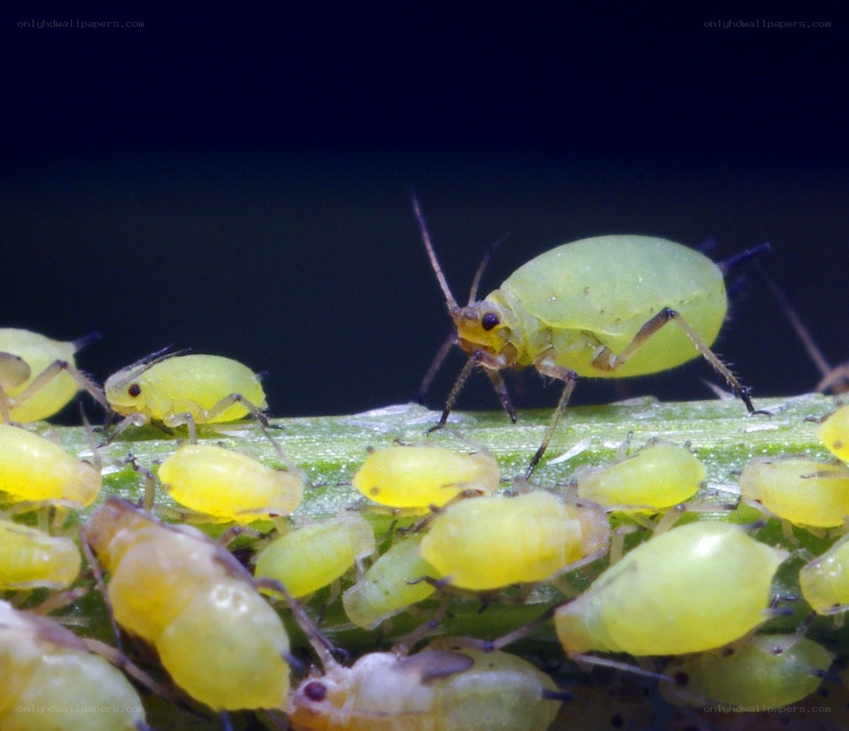 Aphids on a plant stem