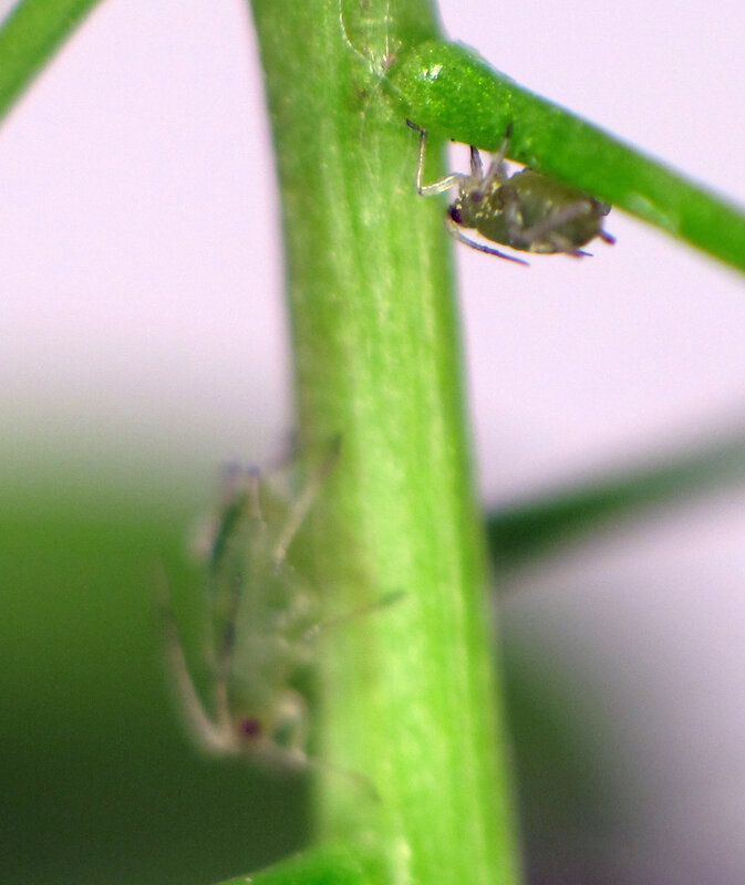 Aphids on a plant stem
