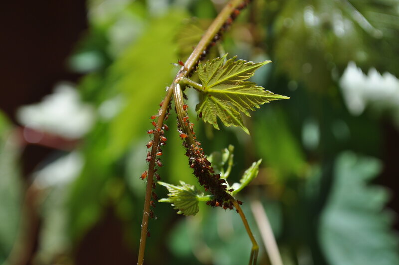 Aphids on a plant stem