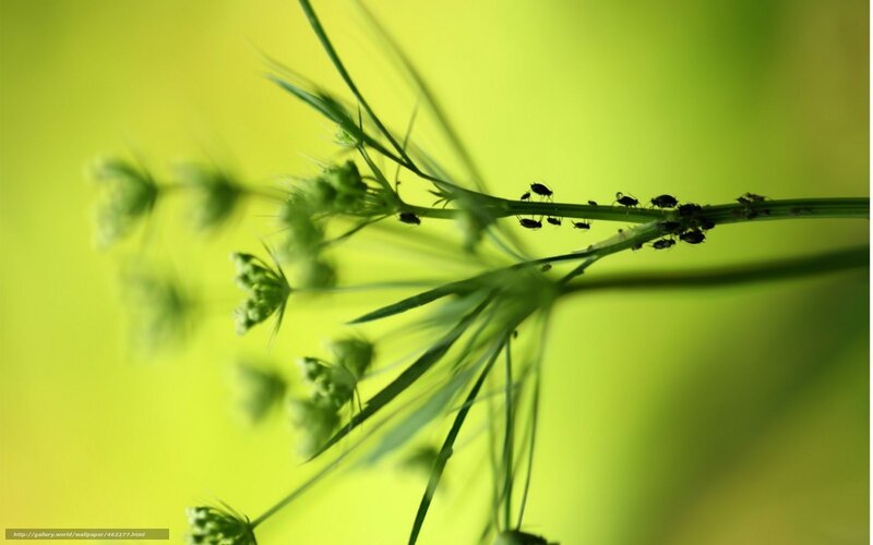 Aphids on a plant stem