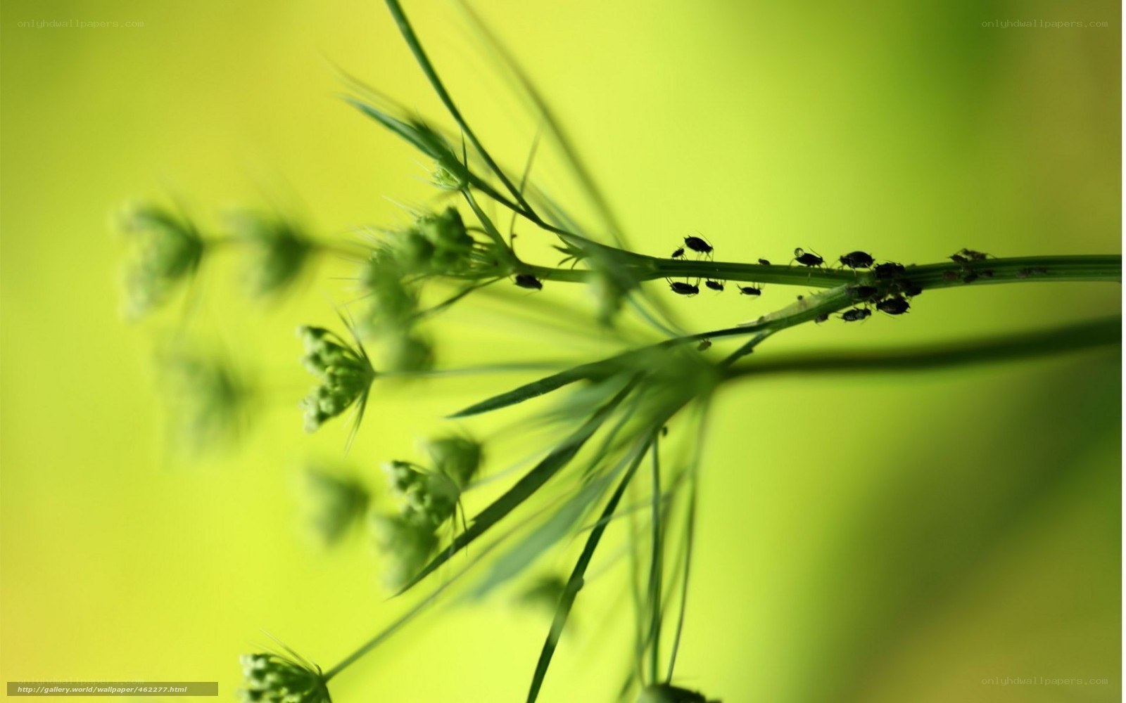 Aphids on a plant stem