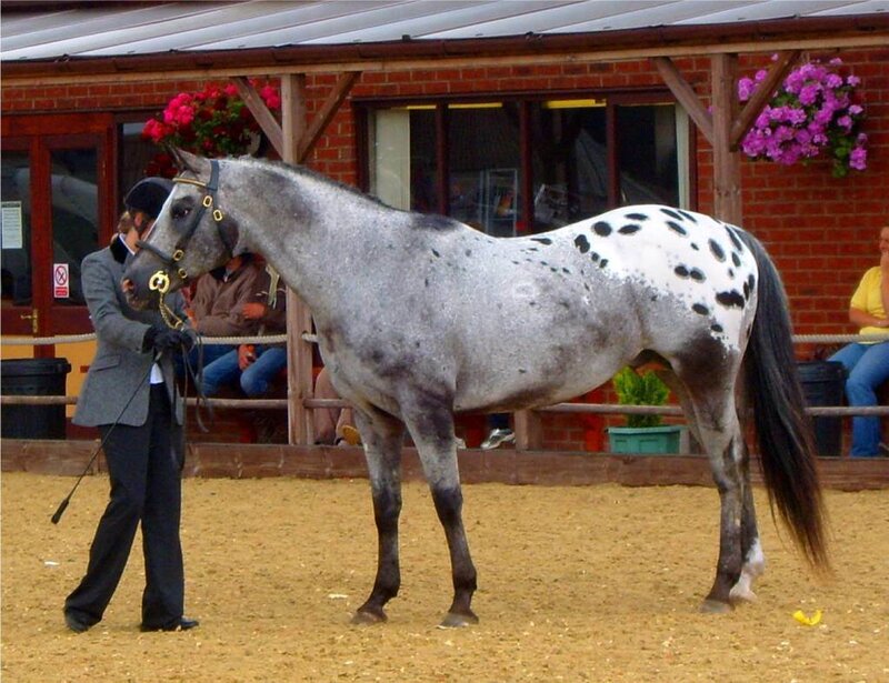 Appaloosa horse at a show