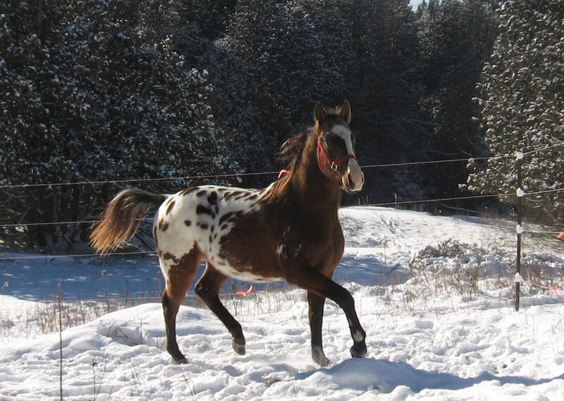 Appaloosa Horse in Snow