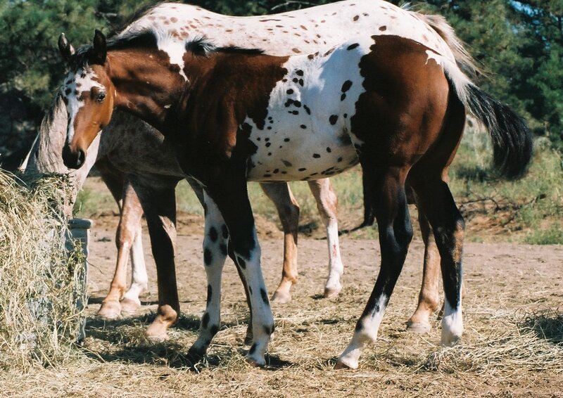 Appaloosa horse with spotted coat