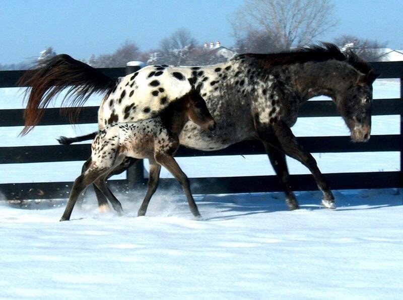 Appaloosa Mare and Foal