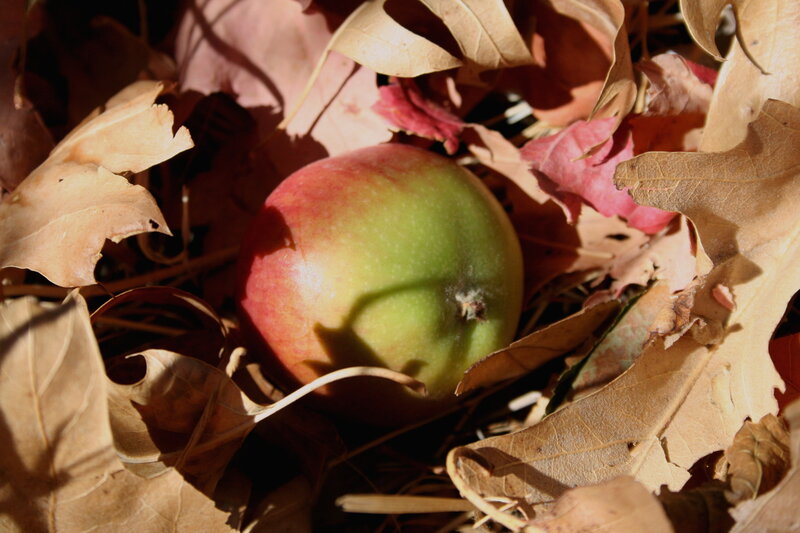 apple among fallen leaves