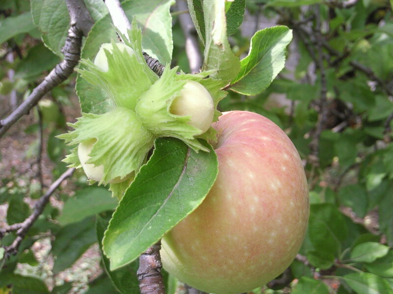 apple and hazelnuts on a tree