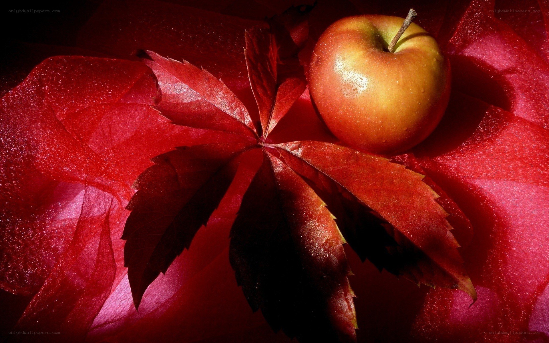 apple and red leaf still life