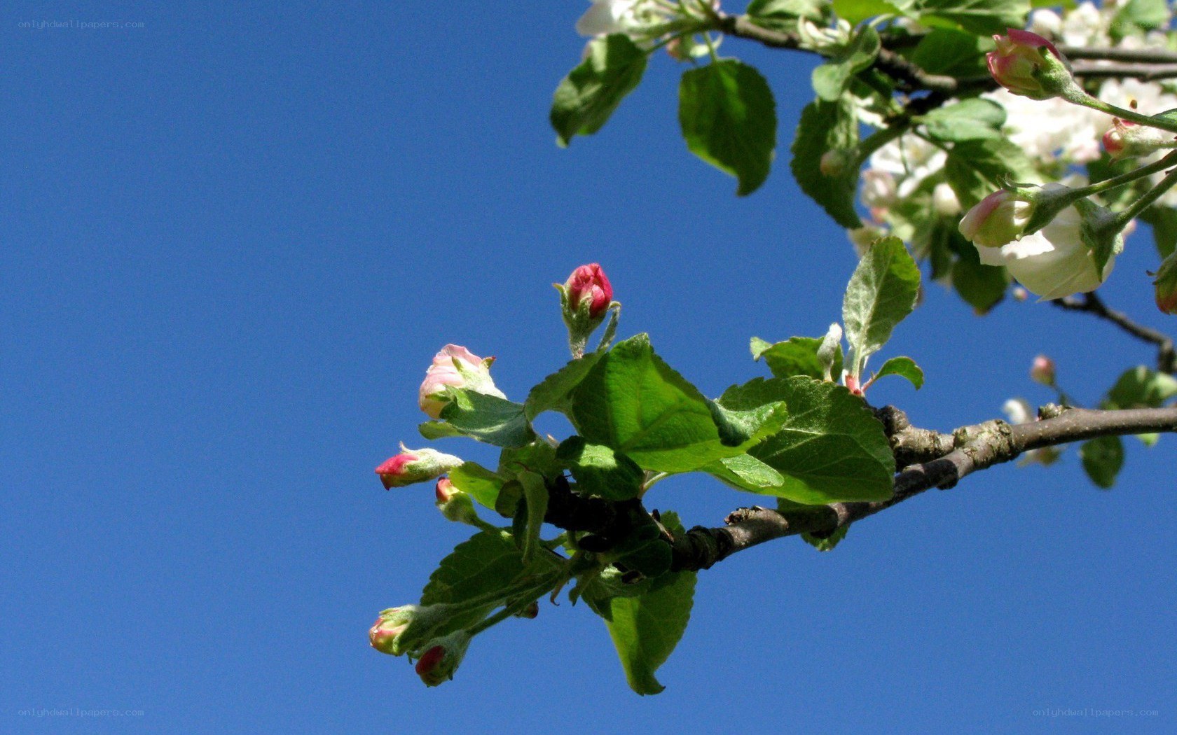 Apple blossom against blue sky