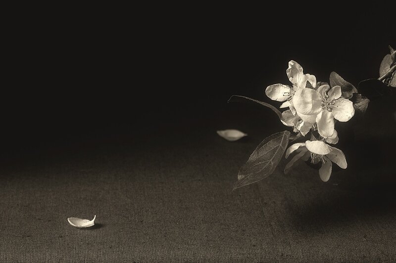 Apple Blossom Branch — Black