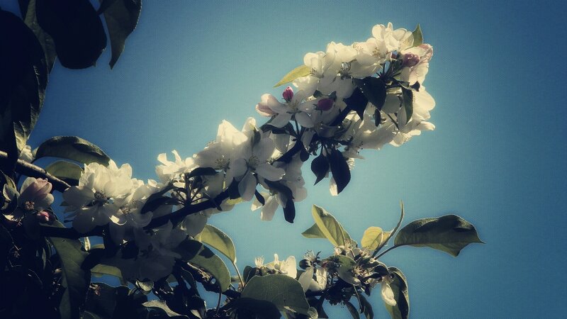 Apple Blossom Branch — Blue