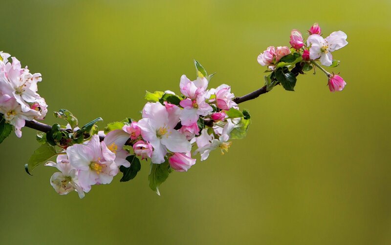 Apple Blossom Branch — Green, Serene, Spring, Photograph