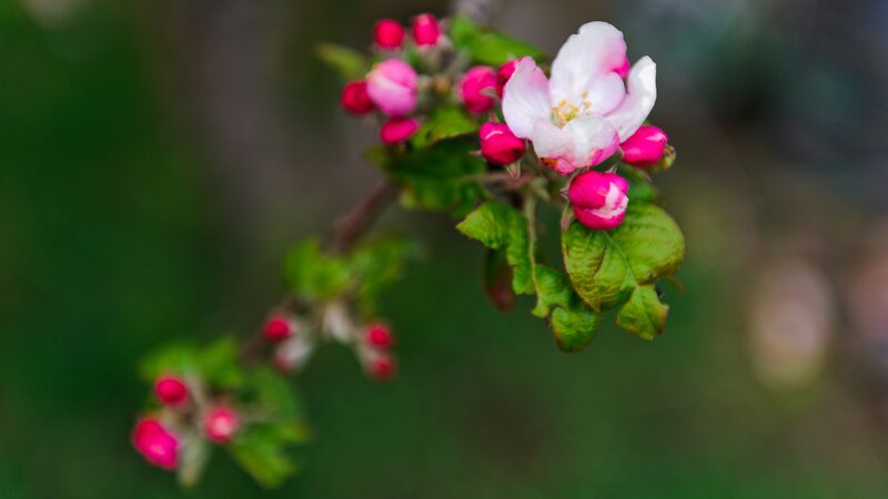 Apple Blossom Branch — Green, Serene