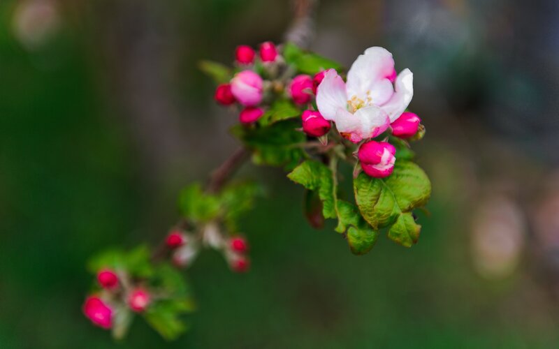 Apple Blossom Branch — Pink, Serene, Spring