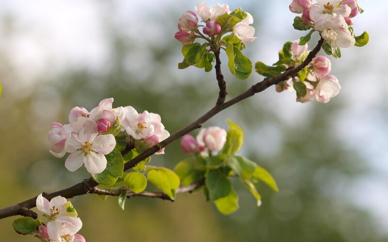 Apple Blossom Branch — Pink, Serene