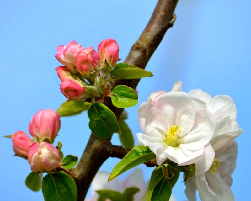 Apple Blossom Branch