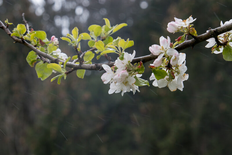 Apple Blossom Branch — White, Calm