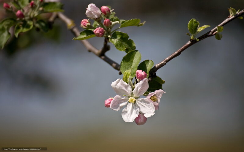 Apple Blossom Branch — White, Serene, Spring, Photograph
