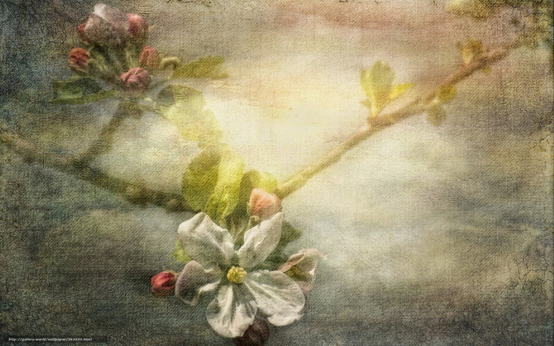 Apple Blossom Branch — White, Serene, Spring