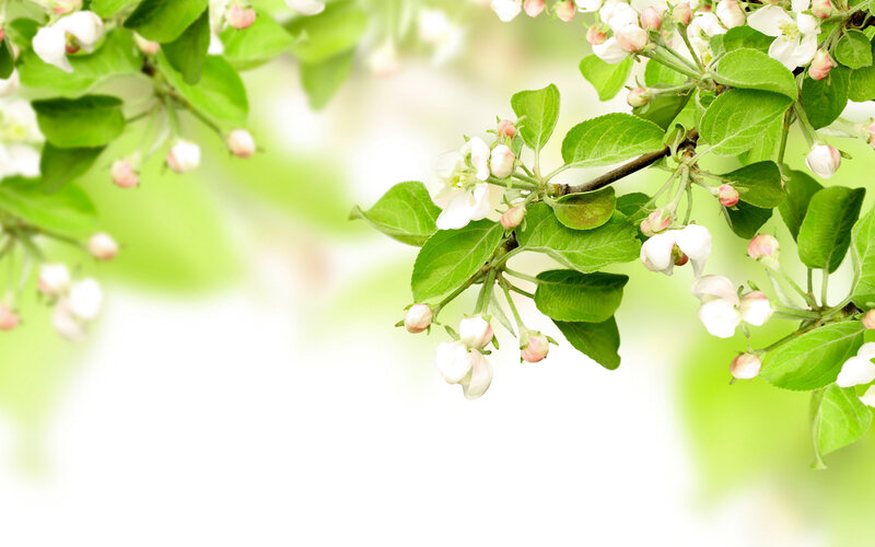 Apple Blossom Branch — White, Serene