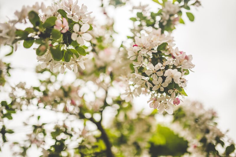 Apple Blossom Branches — White