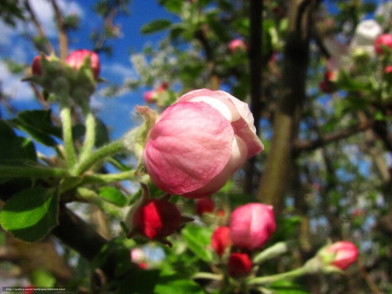 Apple Blossom Bud
