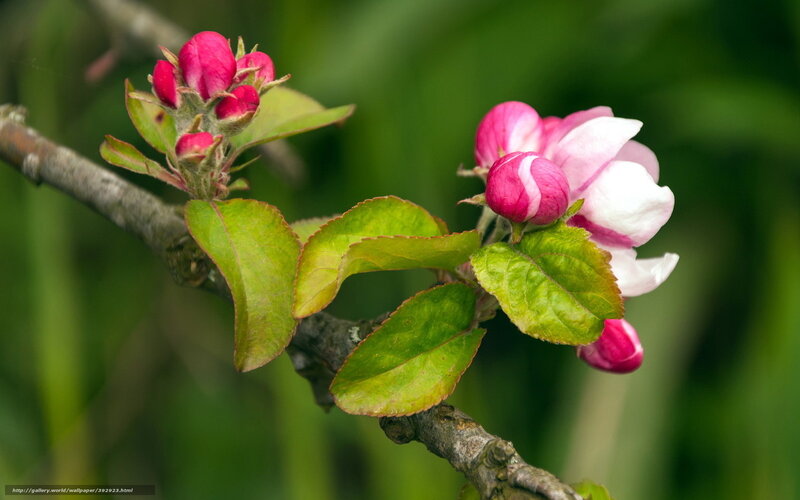 Apple Blossom Buds — Green, Serene, Spring, Photograph, Branch