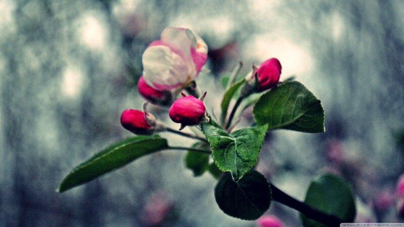 Apple Blossom Buds — Green, Serene, Spring, Photograph