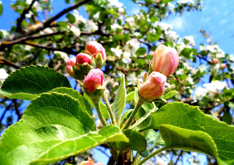 Apple Blossom Buds — Green, Serene, Spring