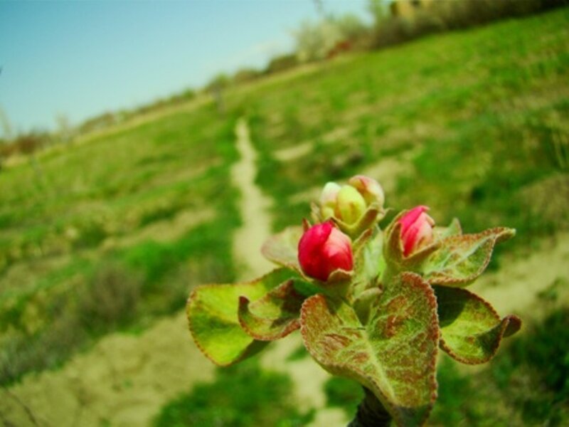 apple blossom buds in spring