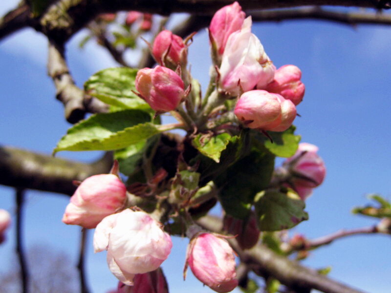 Apple Blossom Buds — Pink, Calm