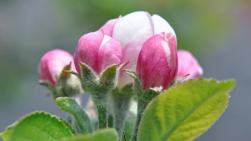 Apple Blossom Buds — Pink, Serene, Spring, Photograph