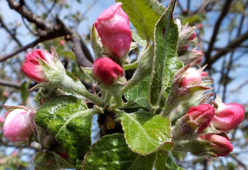 Apple Blossom Buds — Pink, Serene, Spring