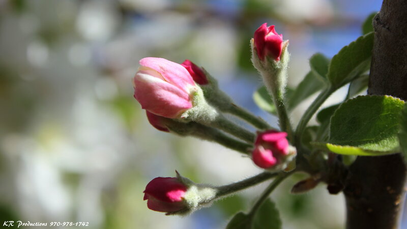Apple Blossom Buds — Pink, Serene