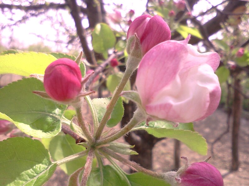 Apple Blossom Buds — Pink