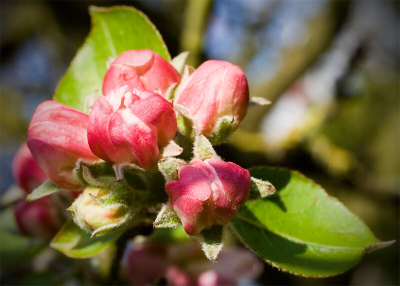 Apple Blossom Buds