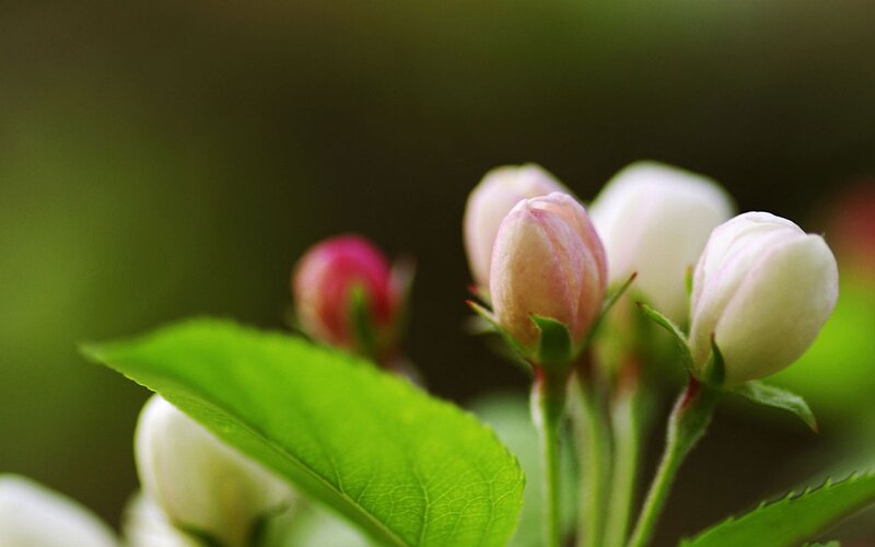 Apple Blossom Buds — White