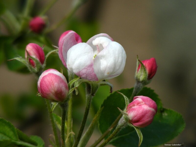 Apple Blossom Cluster