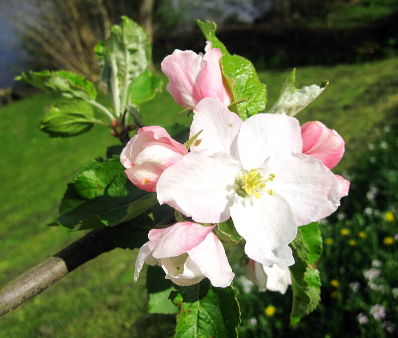 Apple Blossom Cluster — White