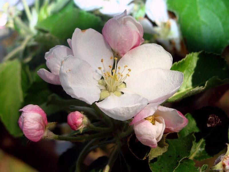 Apple Blossom Flower