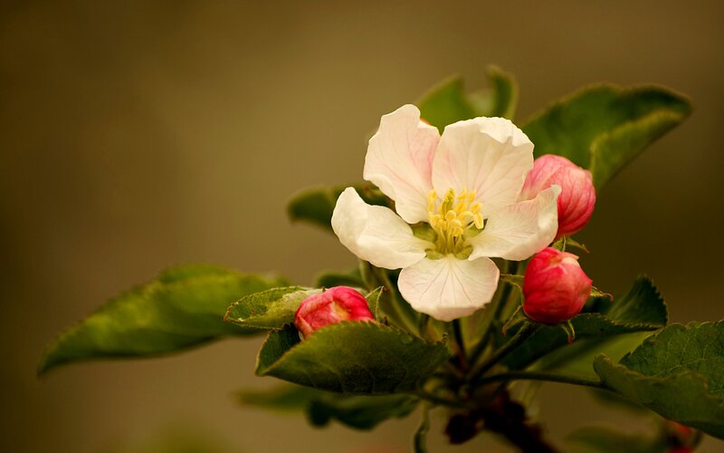 Apple Blossom Flower — White, Serene, Spring, Photograph, Buds, Leaves, Stamen