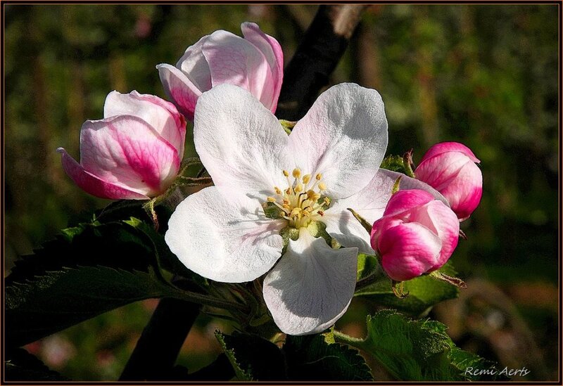 Apple Blossom Flower — White, Serene, Spring, Photograph, Buds