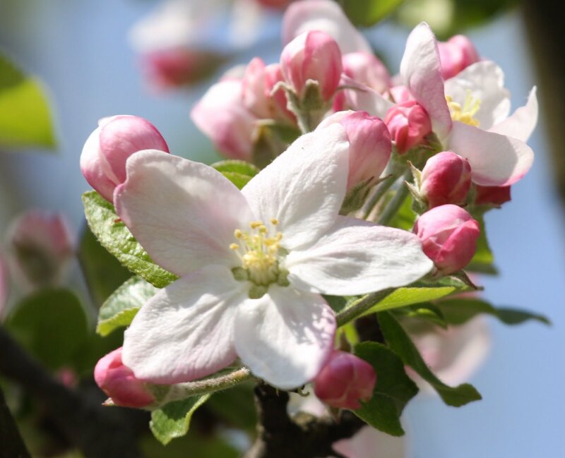 Apple Blossom Flower — White, Serene, Spring, Photograph