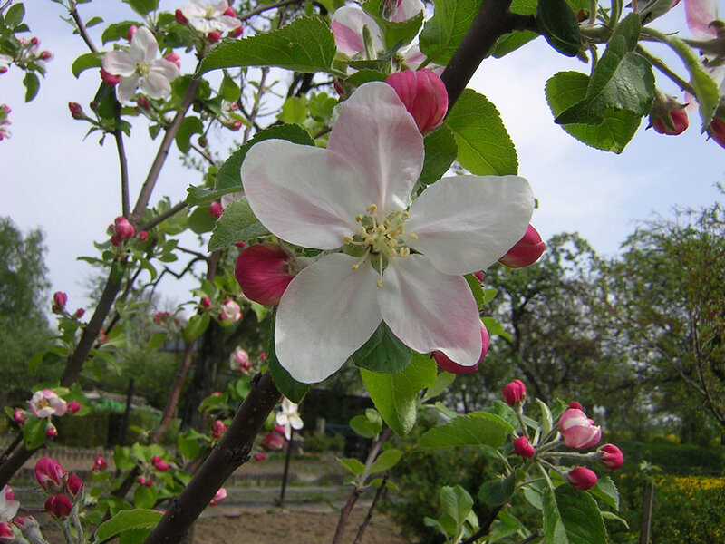 Apple Blossom Flower — White, Serene, Spring