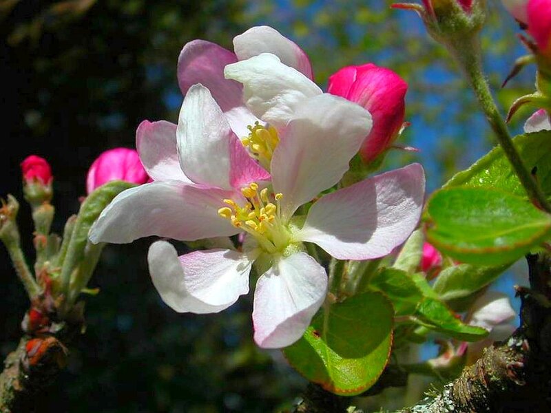 Apple Blossom Flower — White, Serene