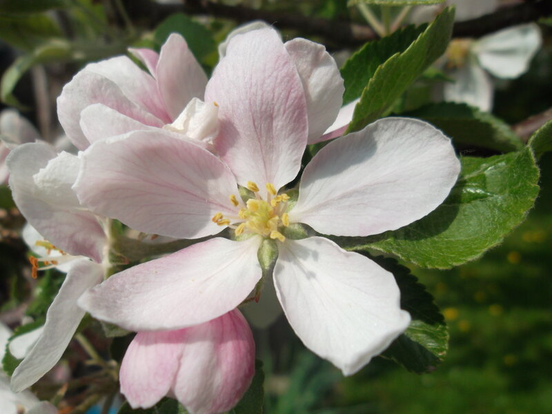Apple Blossom Flower — White